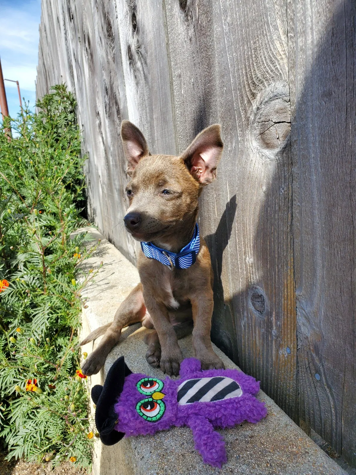 Lost dog in Seaside, CA, 93955