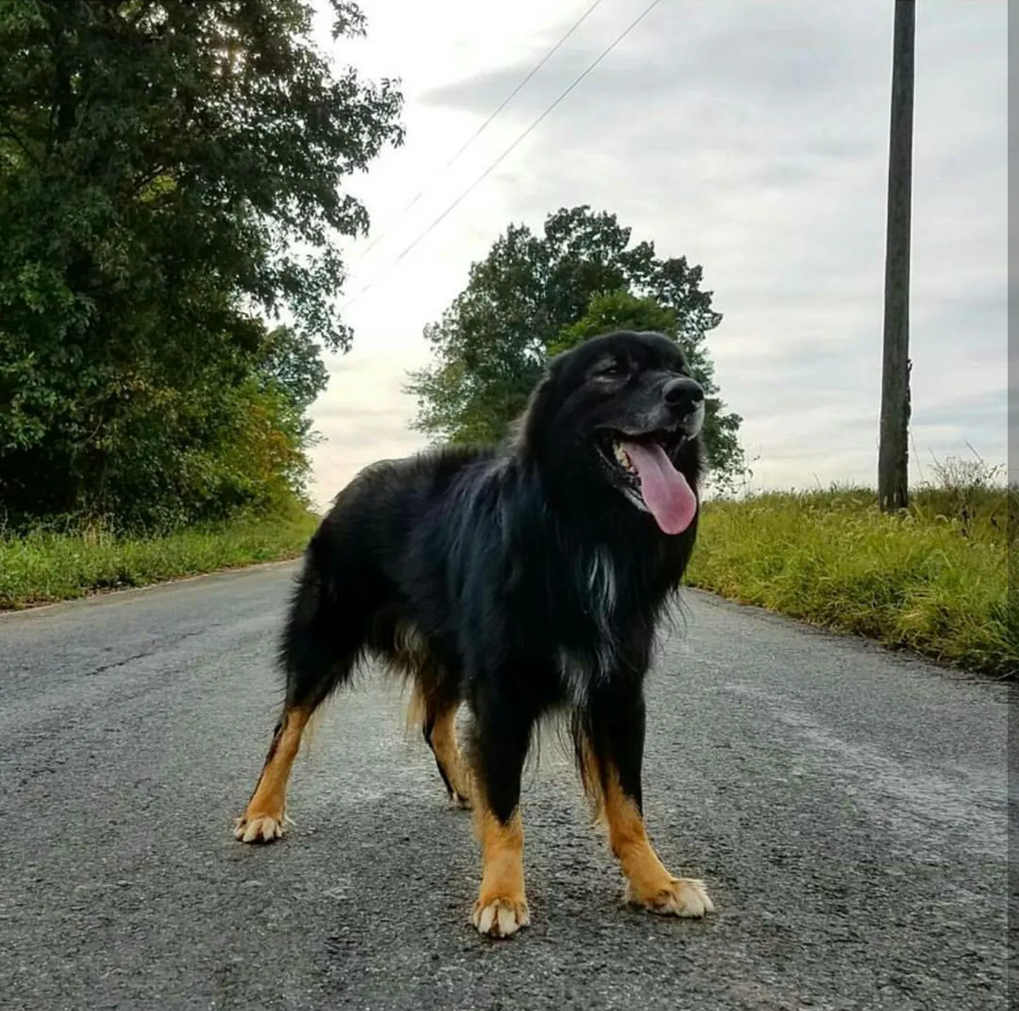 Lost dog in Blacksburg, VA, 24060