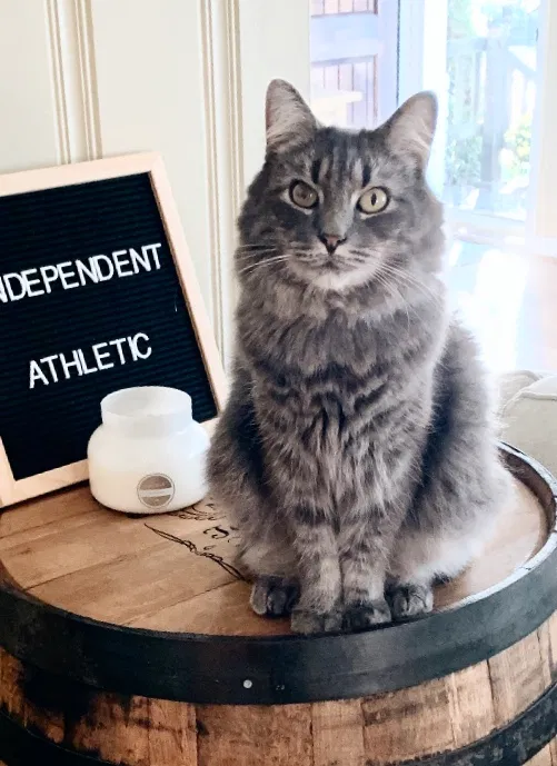 Lost cat in Dallas, TX, 75204