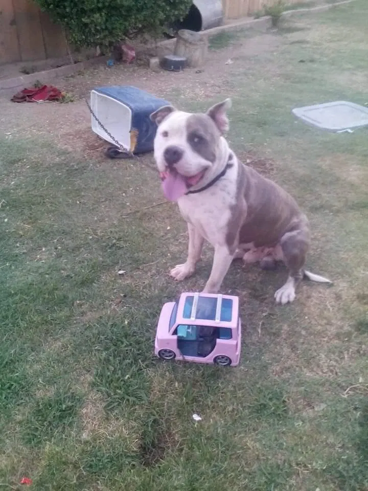 Lost dog in Fresno, CA, 93701