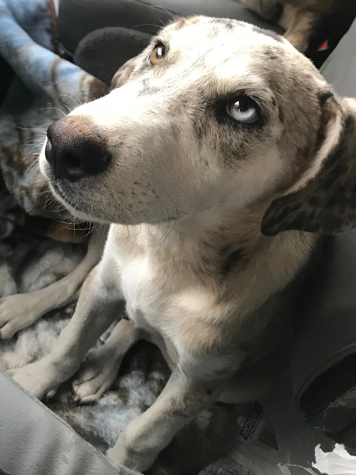 Lost dog in Odessa, TX, 79762