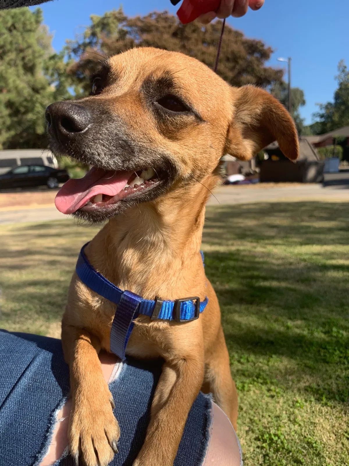 Lost dog in Fresno, CA, 93704