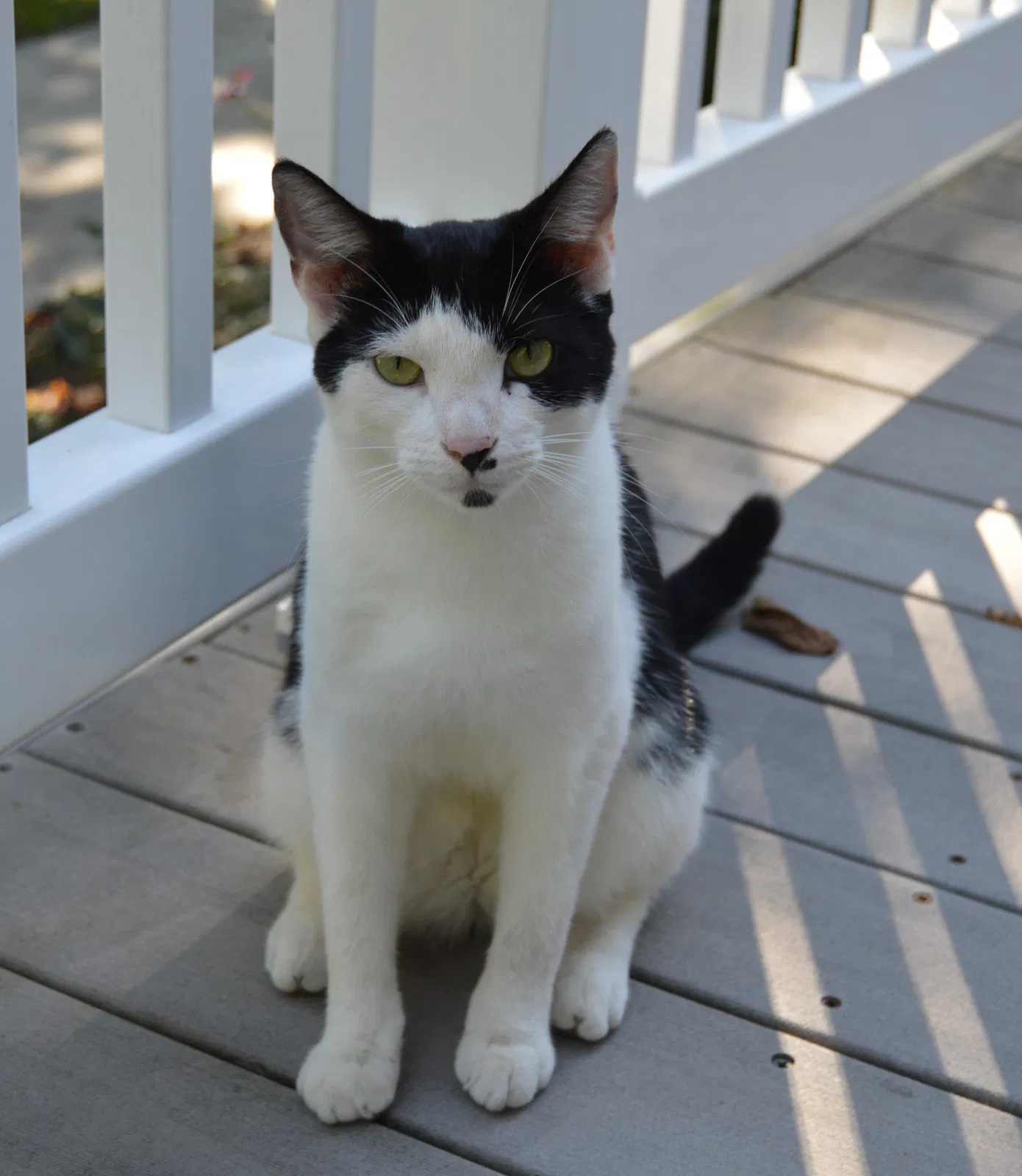 Lost cat in Monclova, OH, 43542