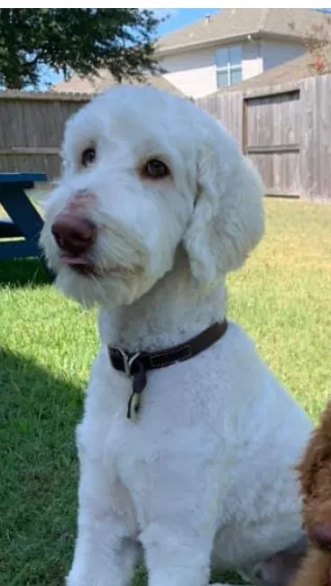 Lost dog in Houston, TX, 77040