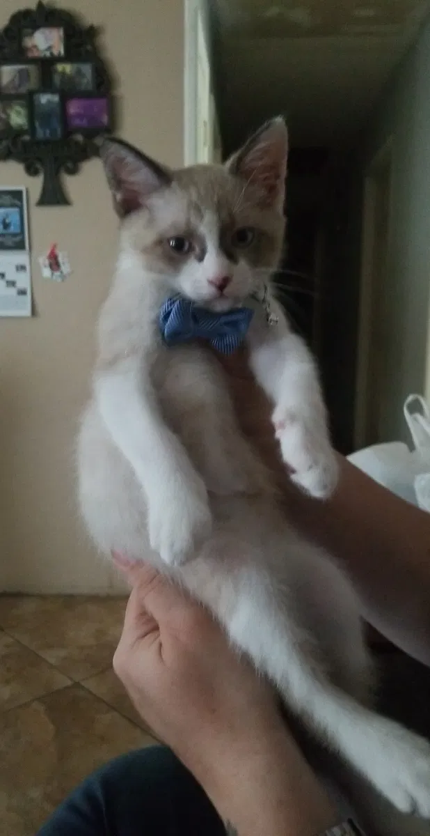 Lost cat in Fort Smith, AR, 72908