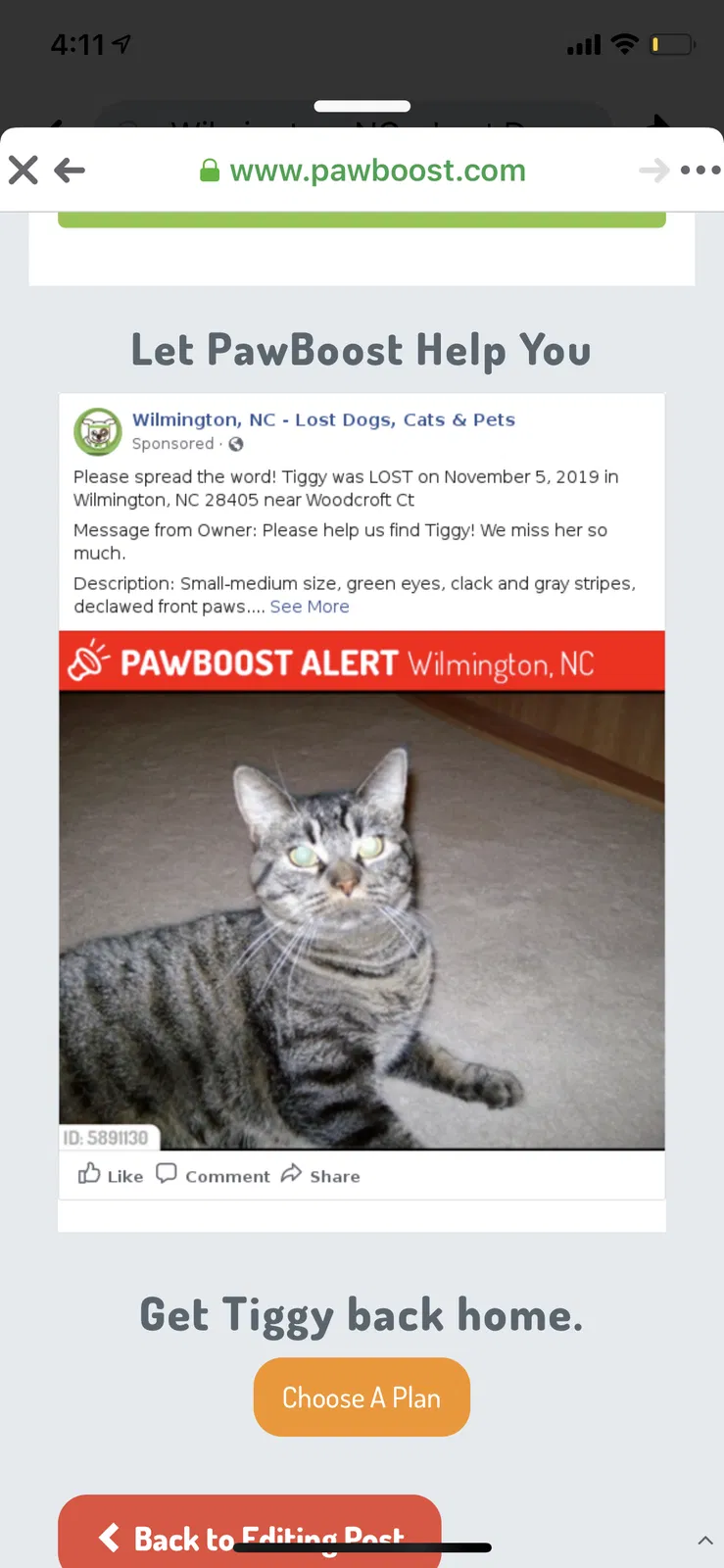 Lost cat in Wilmington, NC, 28405