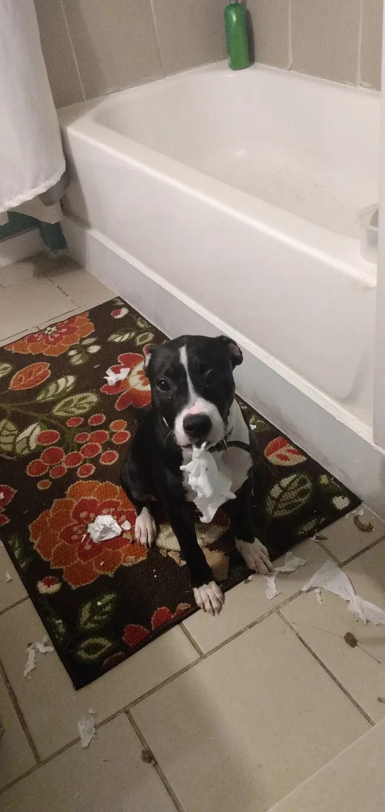 Lost dog in Bowling Green, KY, 42101