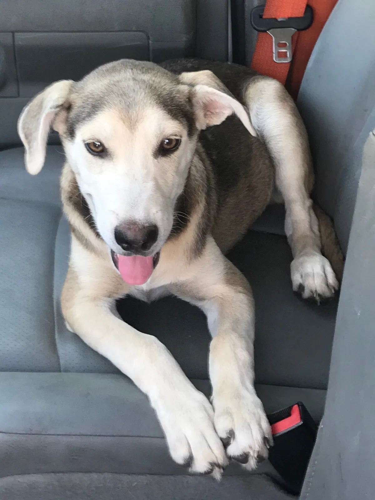Lost dog in Odessa, TX, 79762