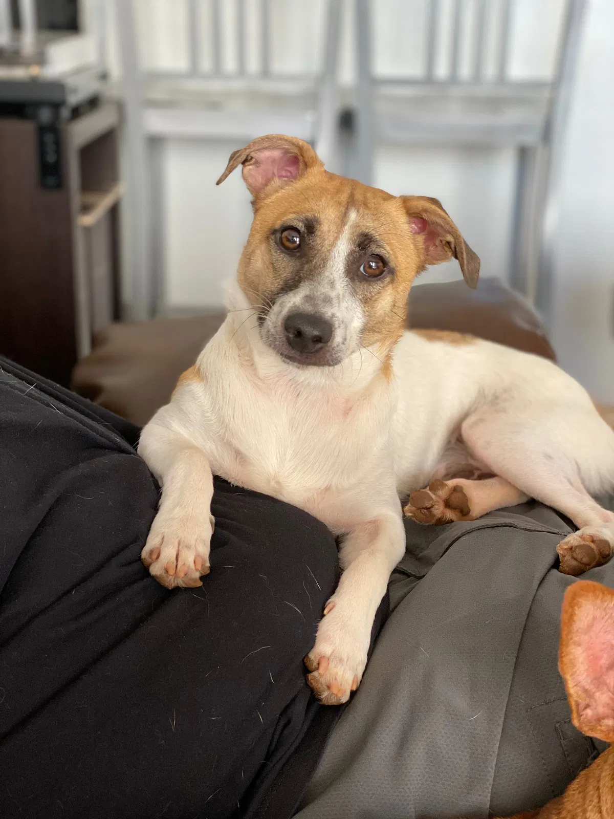 Lost dog in Kapolei, HI, 96707