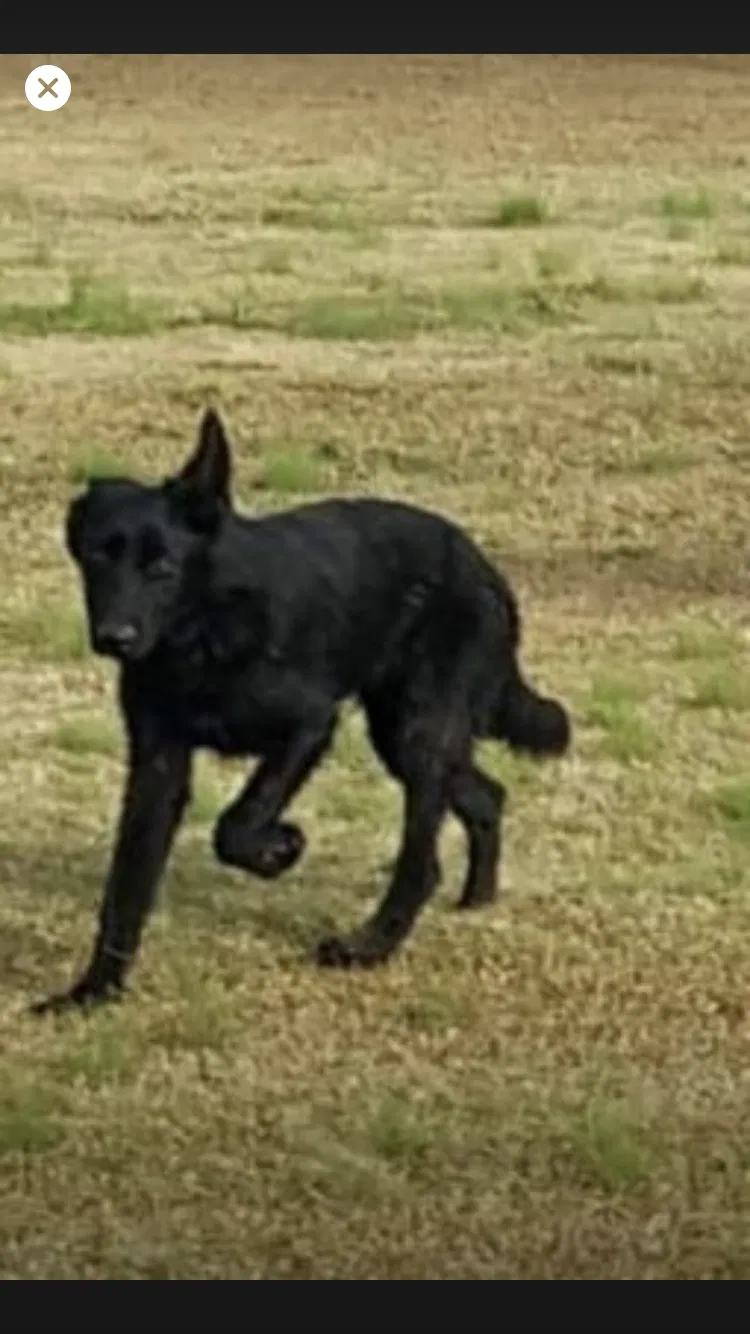 Lost dog in Wilson, NC, 27893