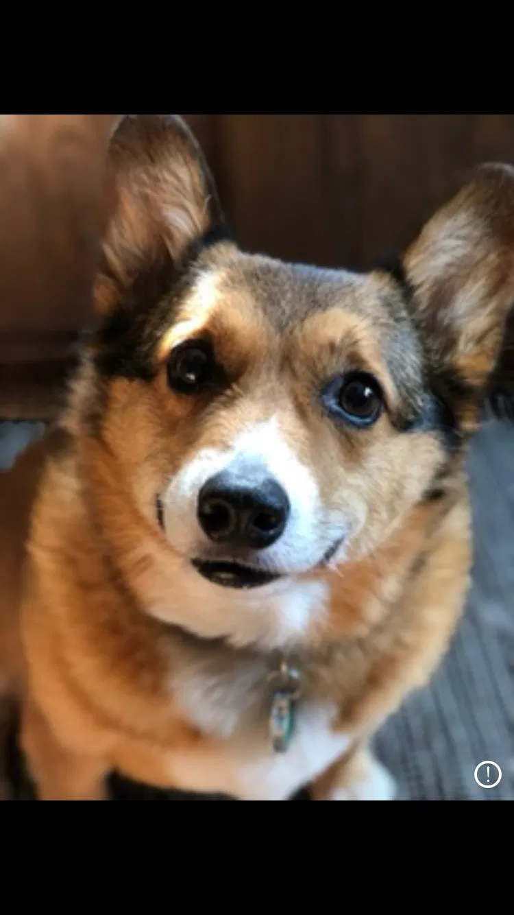 Lost dog in Appleton, WI, 54914