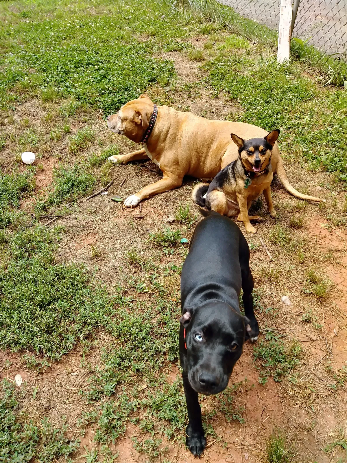 Lost dog in Charlotte, NC, 28216