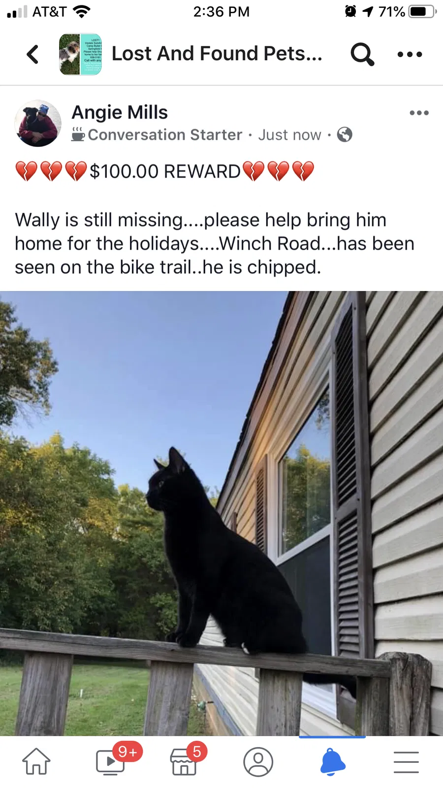 Lost cat in Springfield, IL, 62708