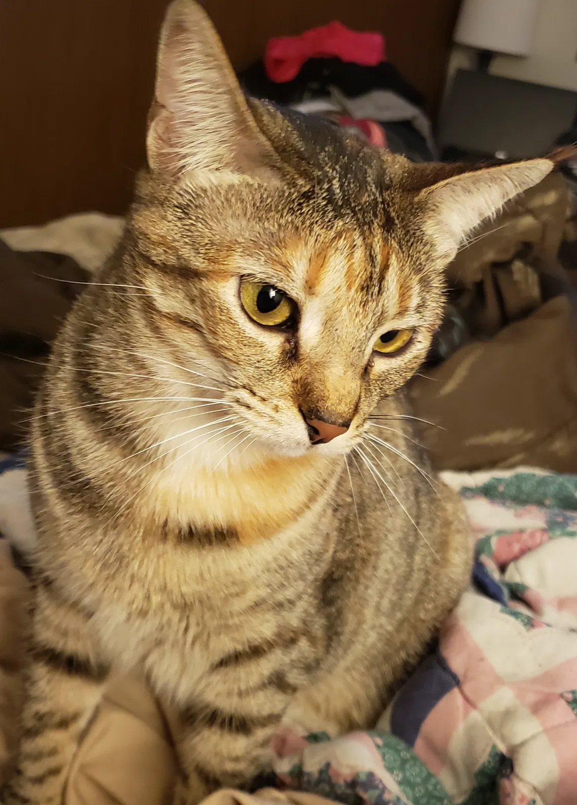 Lost cat in San Antonio, TX, 78228