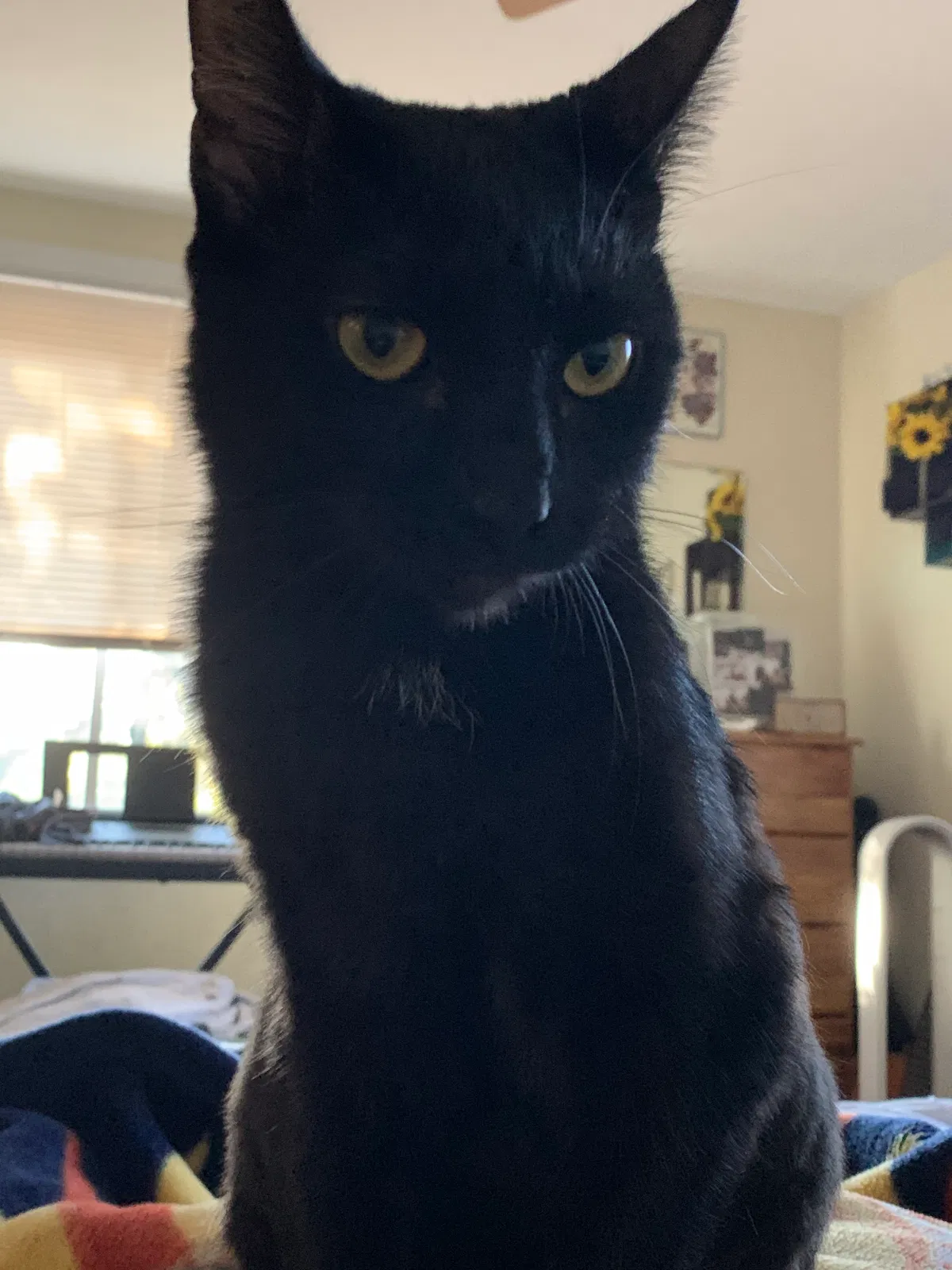 Lost cat in Asheville, NC, 28804