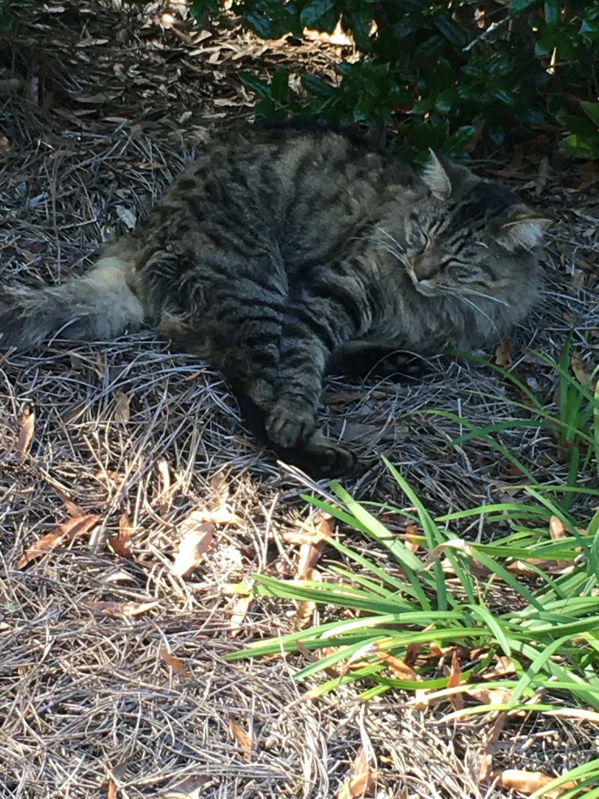 Lost cat in Tallahassee, FL, 32303