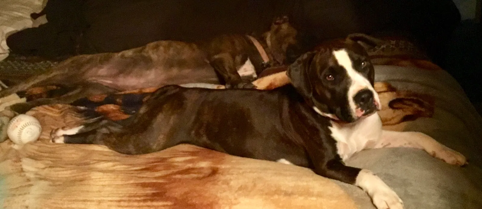 Lost dog in Irvington, KY, 40146