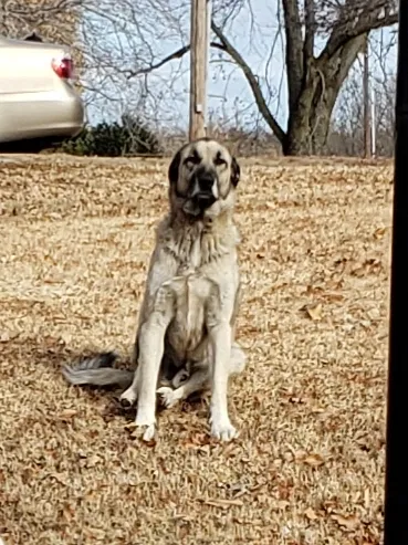 Lost dog in Sand Springs, OK, 74063