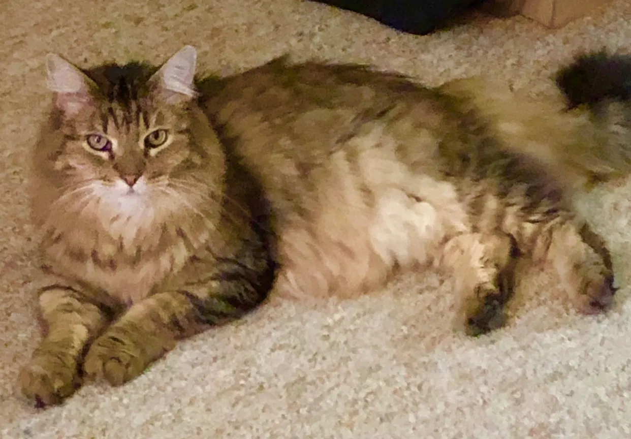 Lost cat in Amarillo, TX, 79109