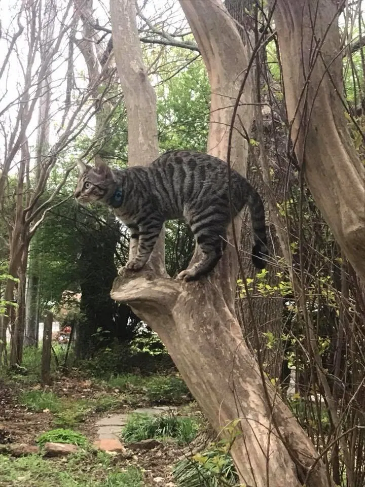 Lost cat in Pilot Point, TX, 76258