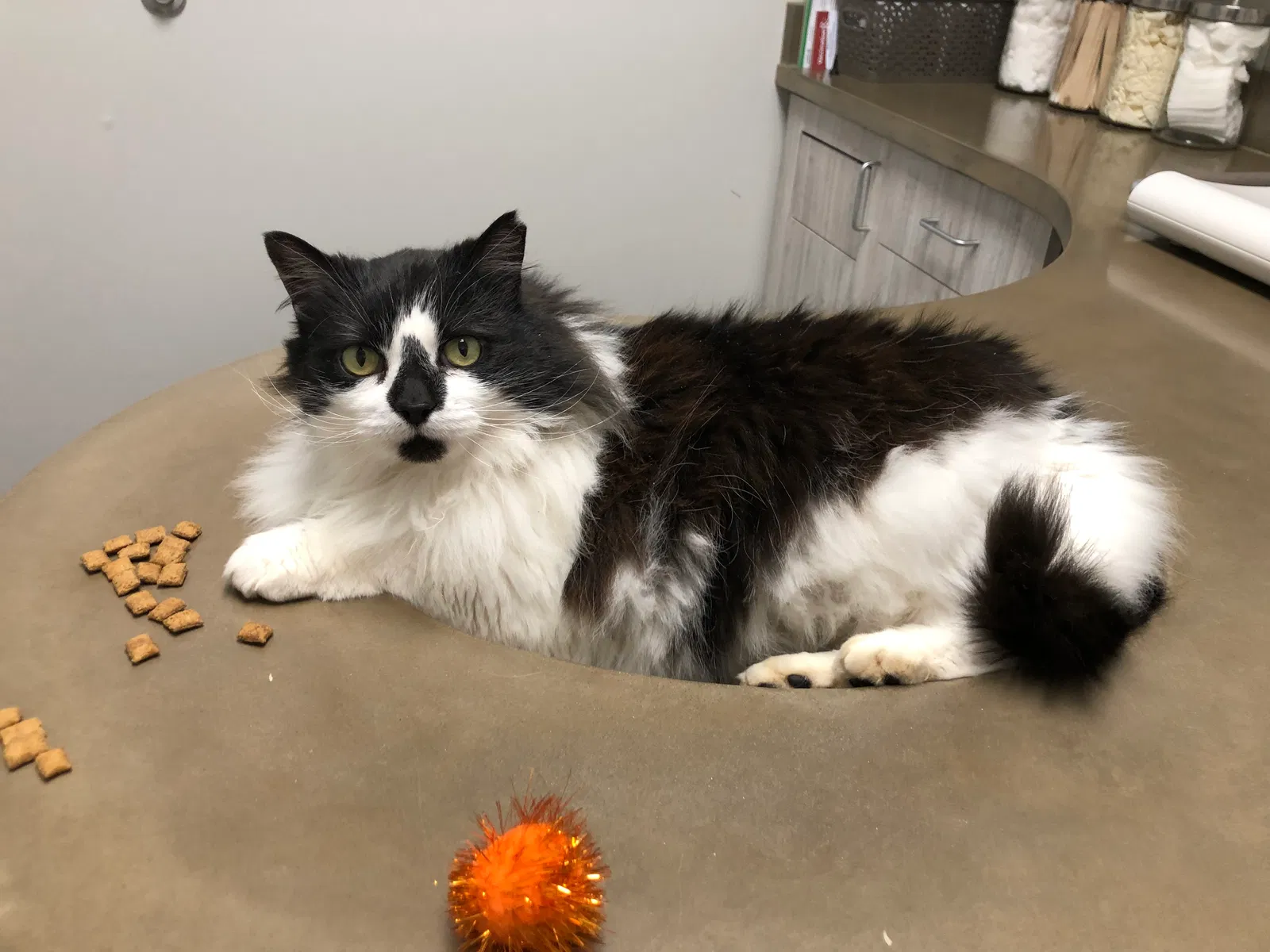 Lost cat in Monroe, GA, 30655