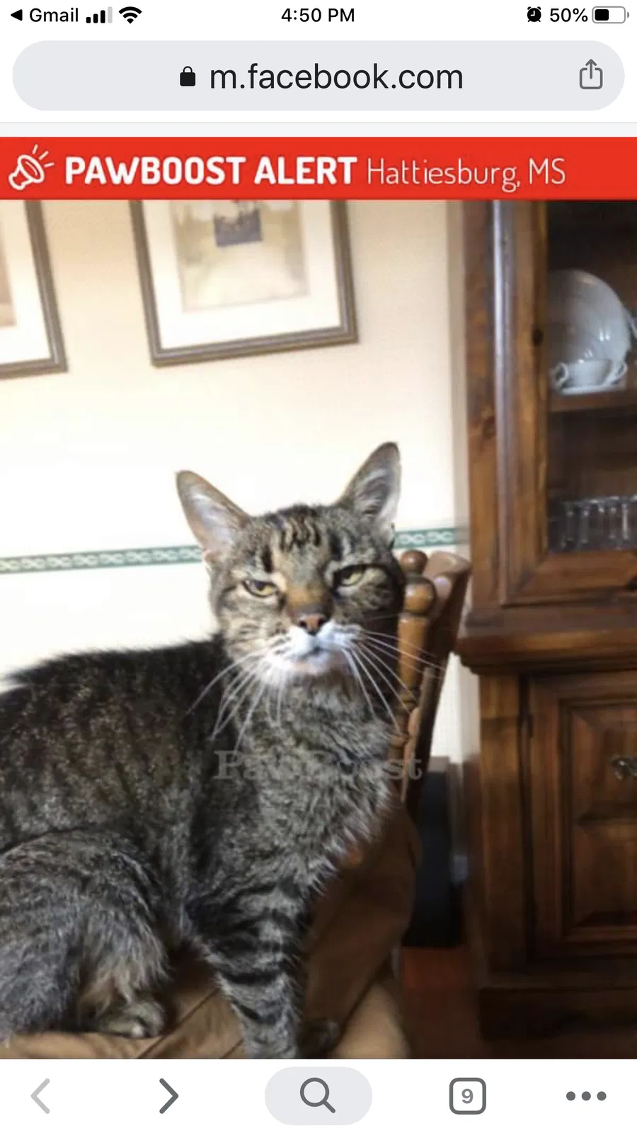 Lost cat in Hattiesburg, MS, 39402