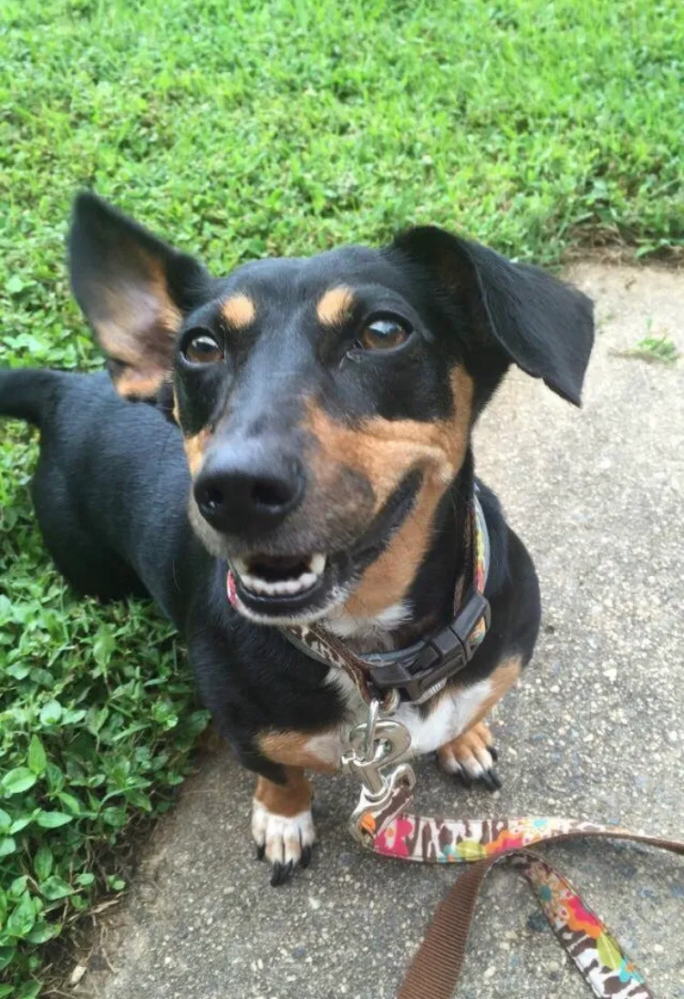 Lost dog in Morganton, NC, 28655