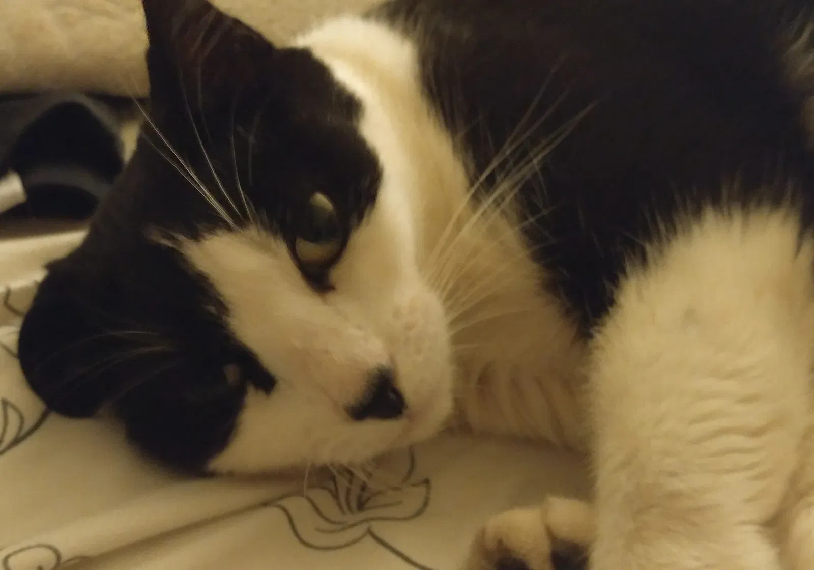 Lost cat in Saint Joseph, MO, 64507