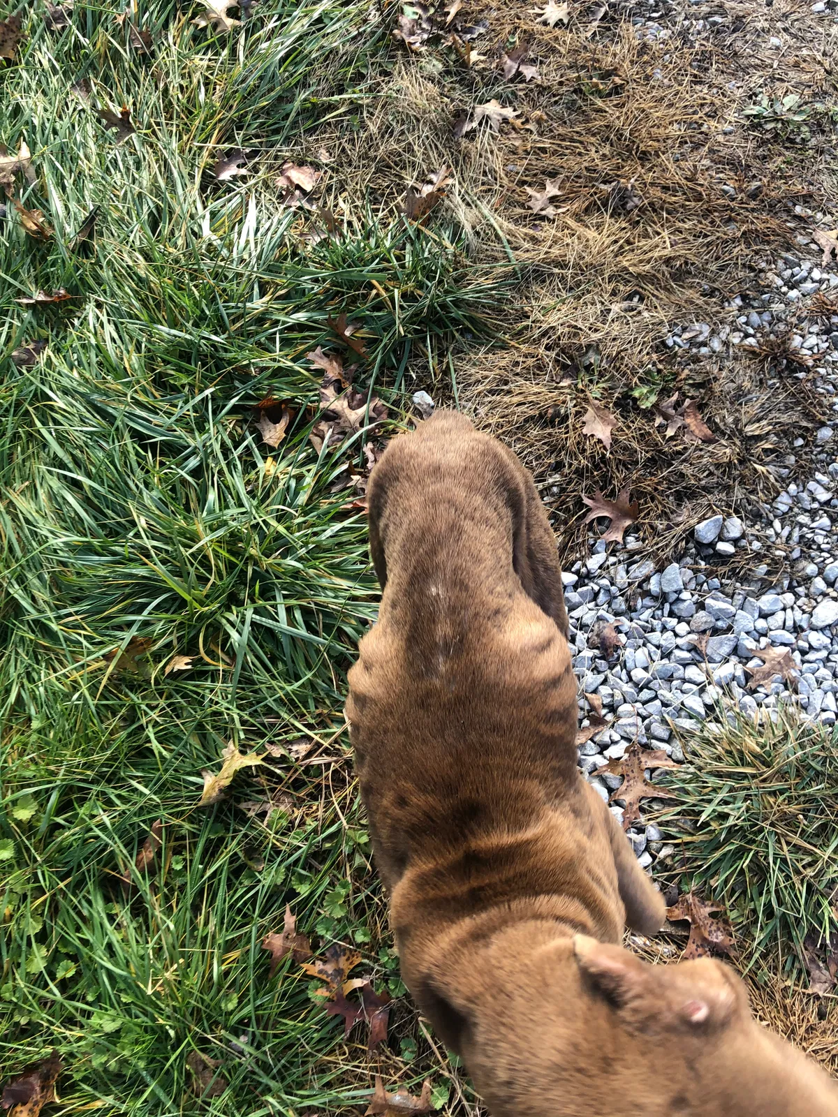 Lost dog in Greenup, KY, 41144