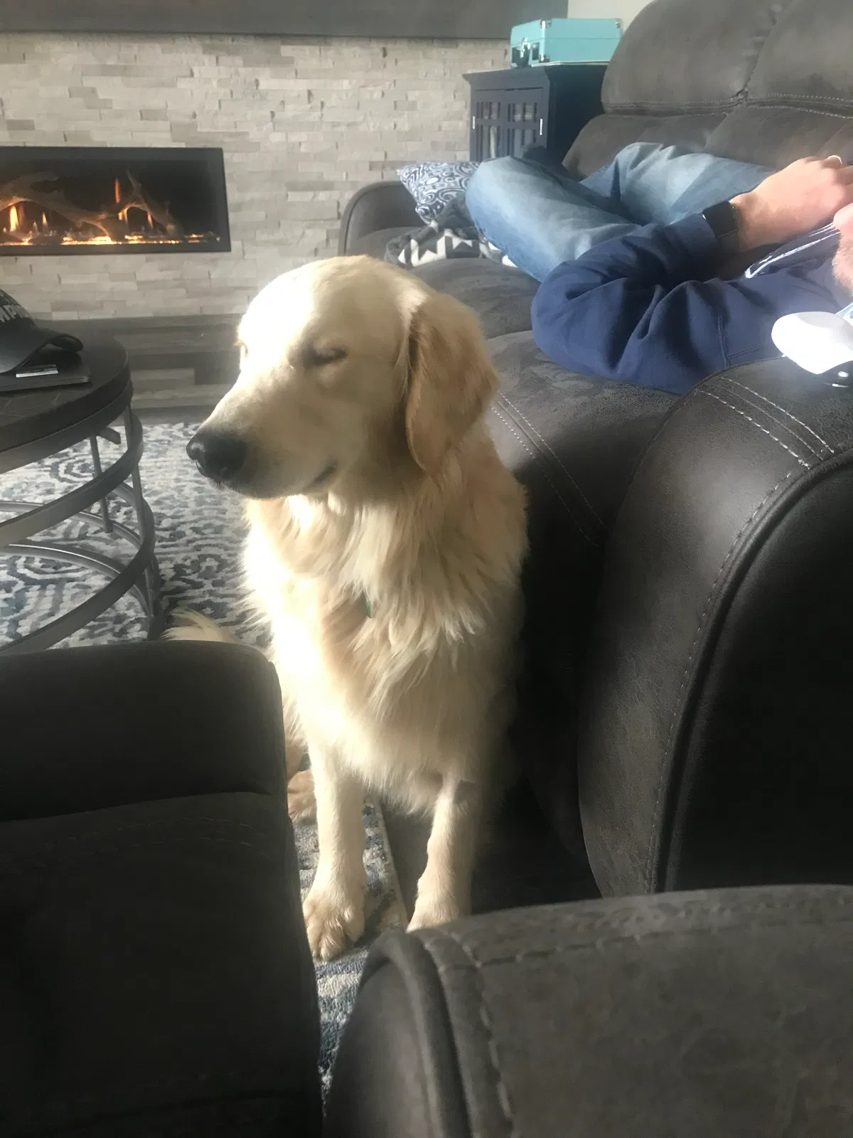 Lost dog in Fort Collins, CO, 80525