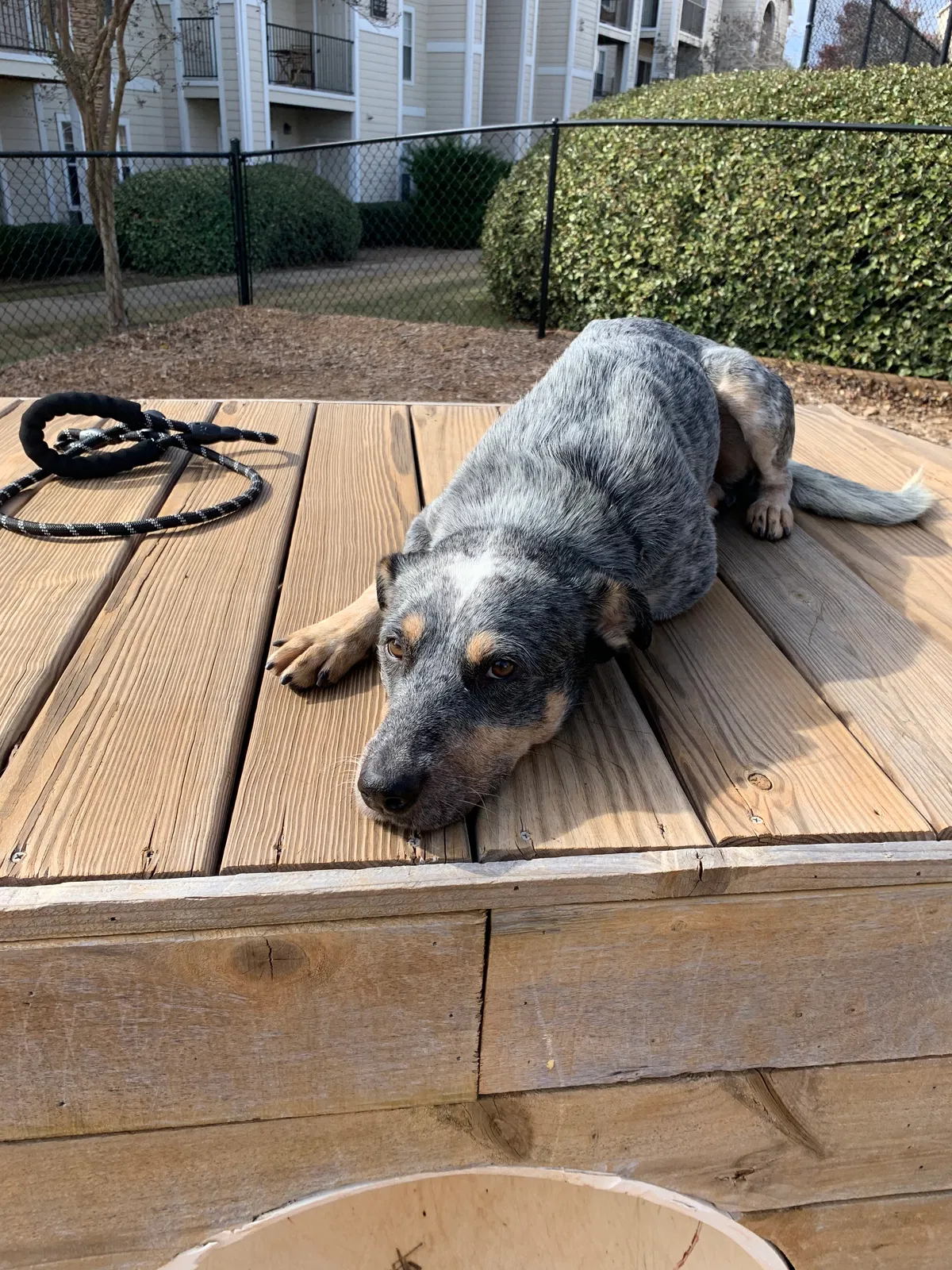 Lost dog in Athens, GA, 30606