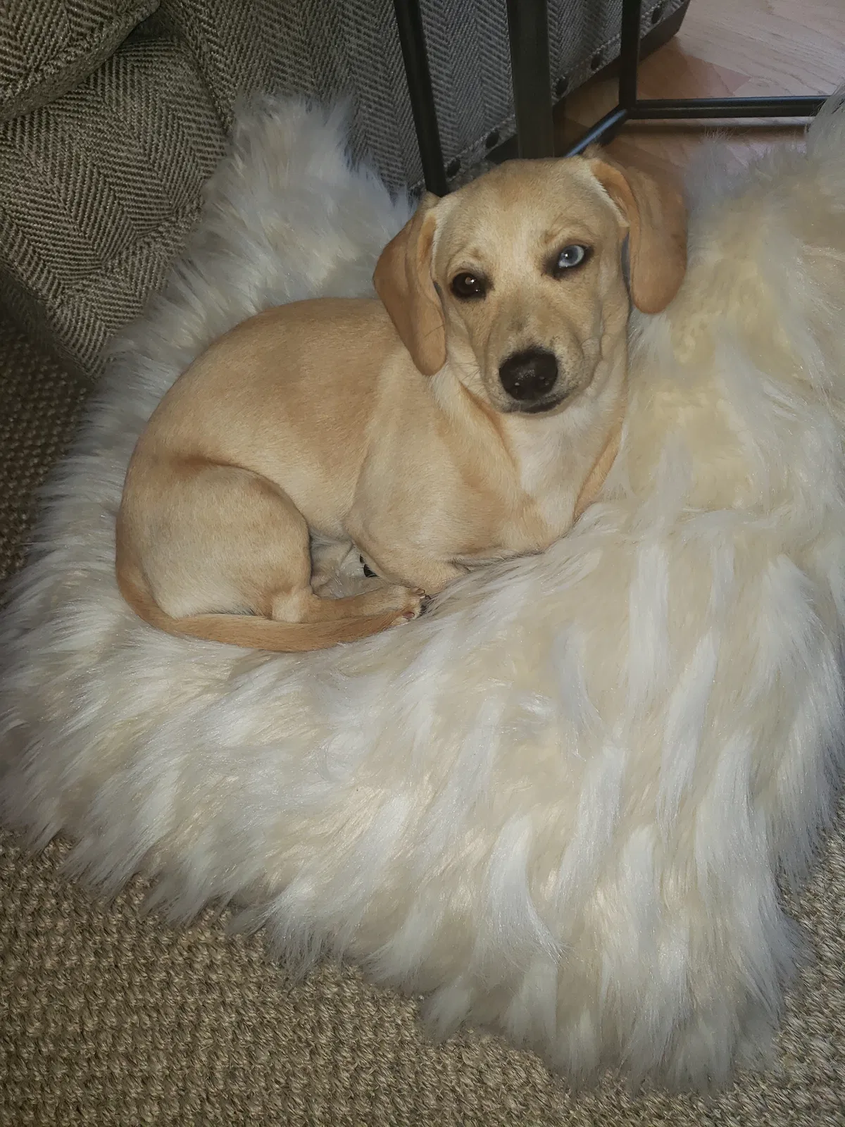Lost dog in Juliette, GA, 31046