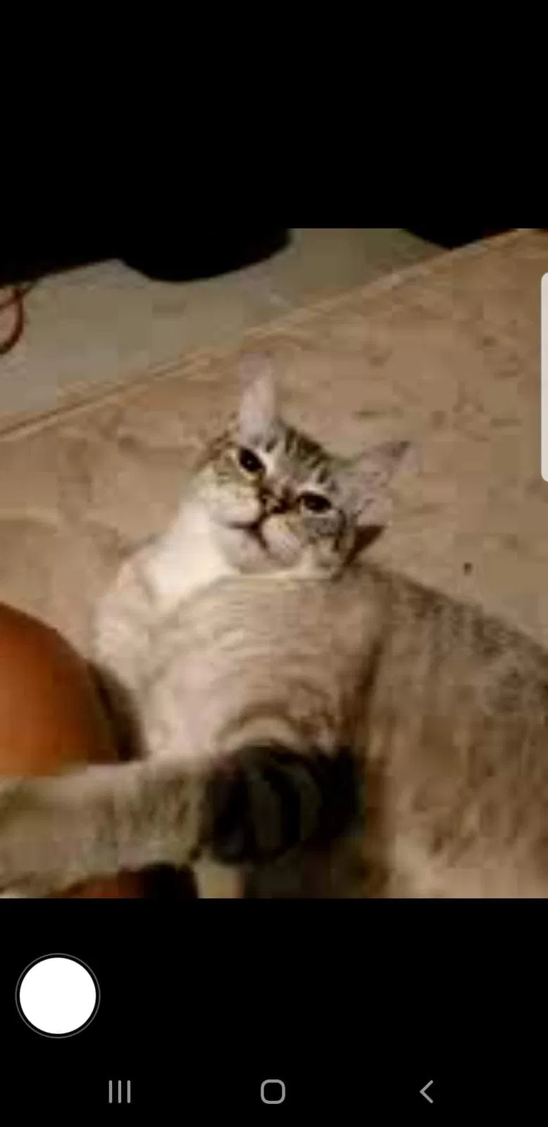 Lost cat in Palm Bay, FL, 32908