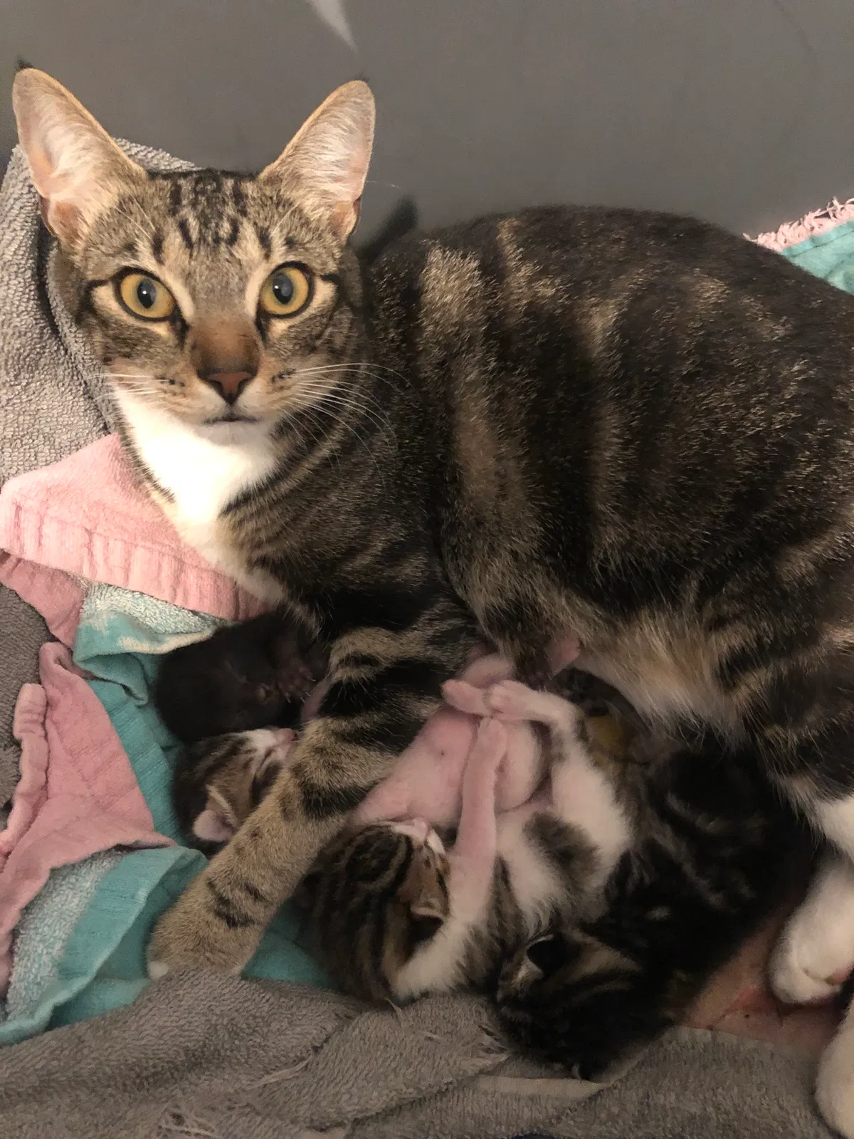 Lost cat in Everett, WA, 98201