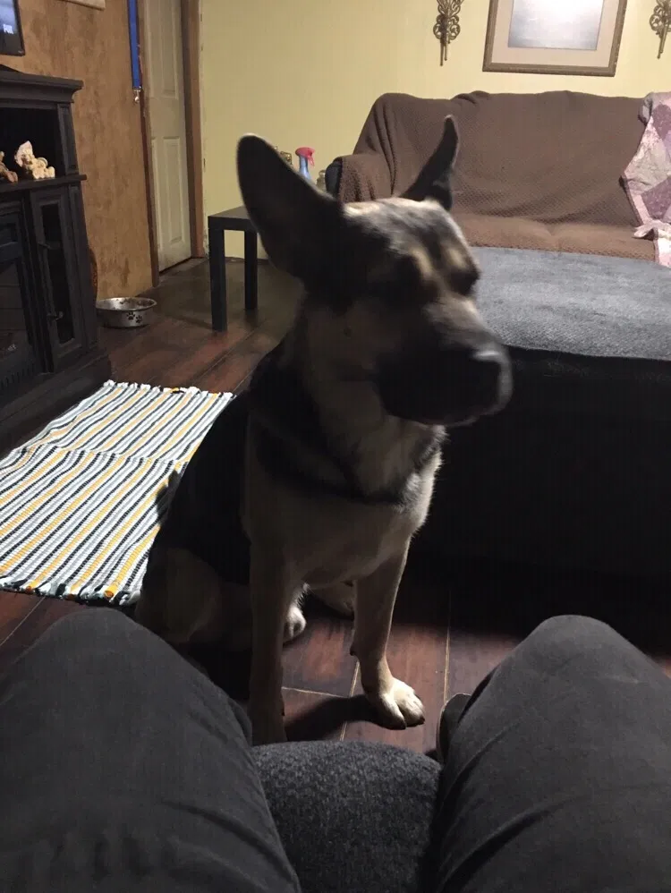 Lost dog in Eaton, OH, 45320