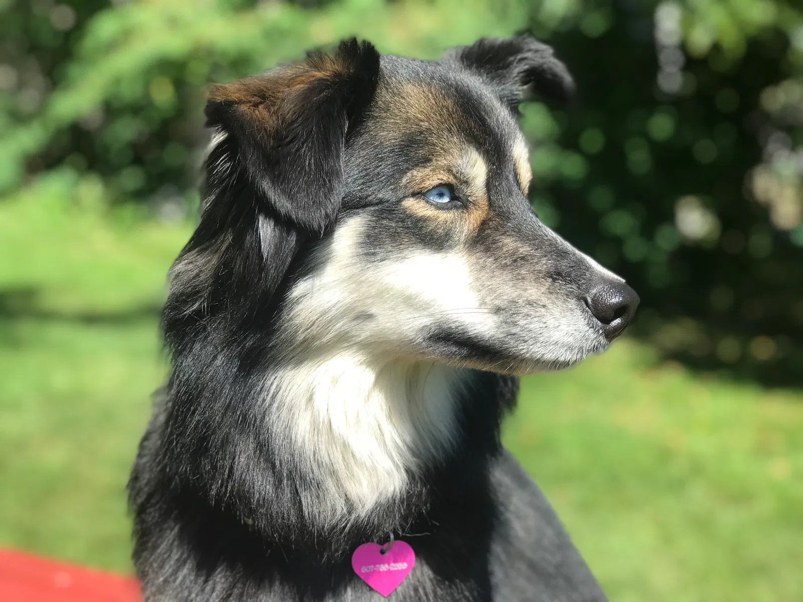 Lost dog in Johnson City, NY, 13790