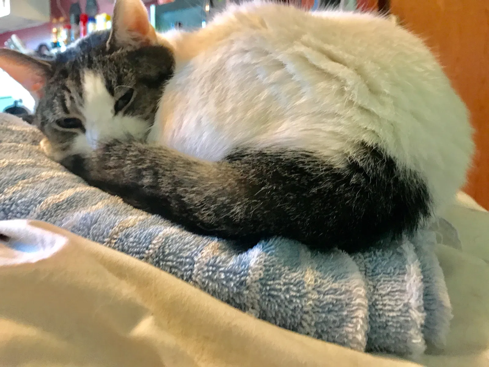 Lost cat in Florence, SC, 29506