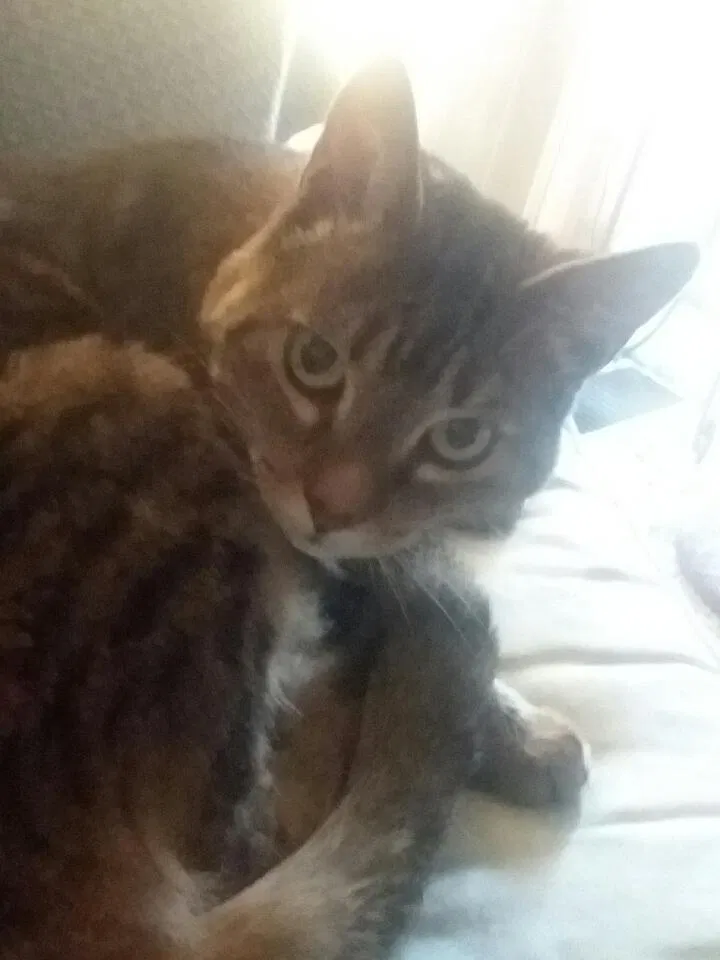 Lost cat in Santee, CA, 92071