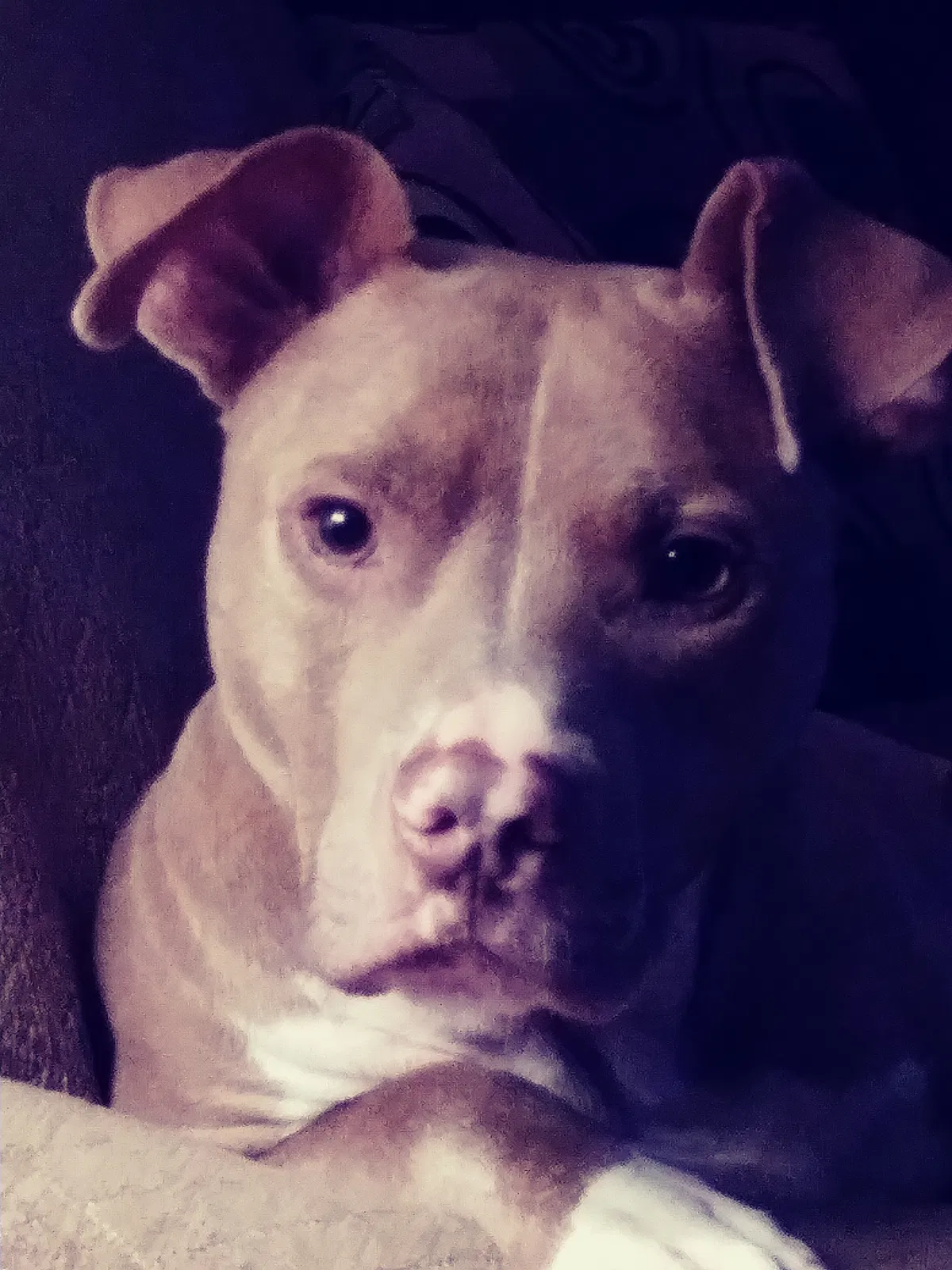 Lost dog in Mc Calla, AL, 35111