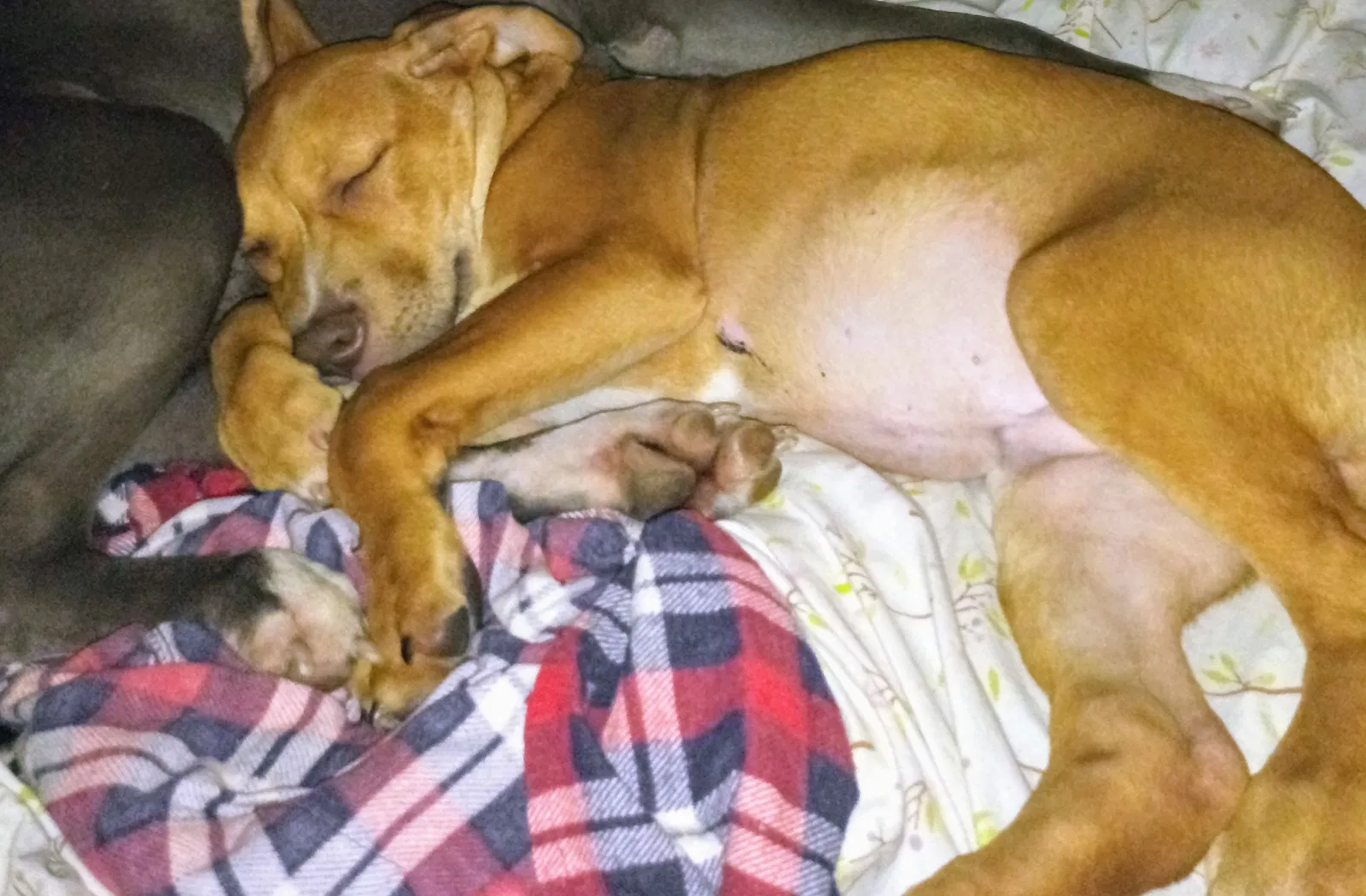 Lost dog in Charleston, WV, 25302