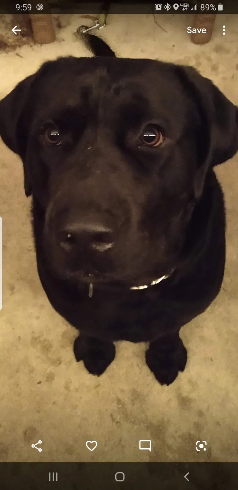 Lost dog in Harlingen, TX, 78550