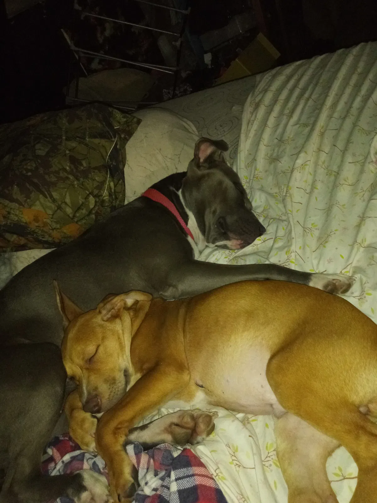 Lost dog in Charleston, WV, 25302