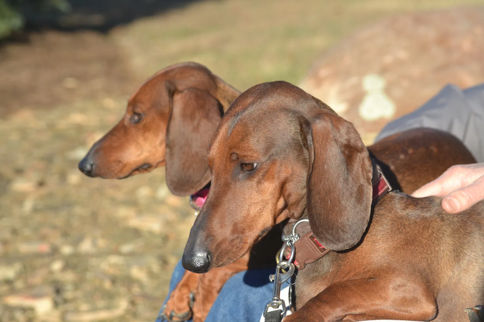 Lost dog in New Castle, VA, 24127