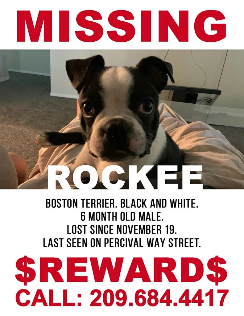Lost dog in Stockton, CA, 95210