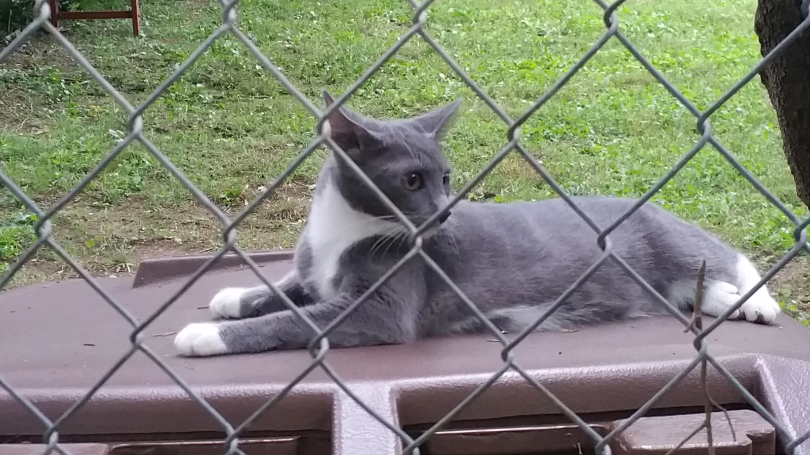 Lost cat in Mc Leansville, NC, 27301
