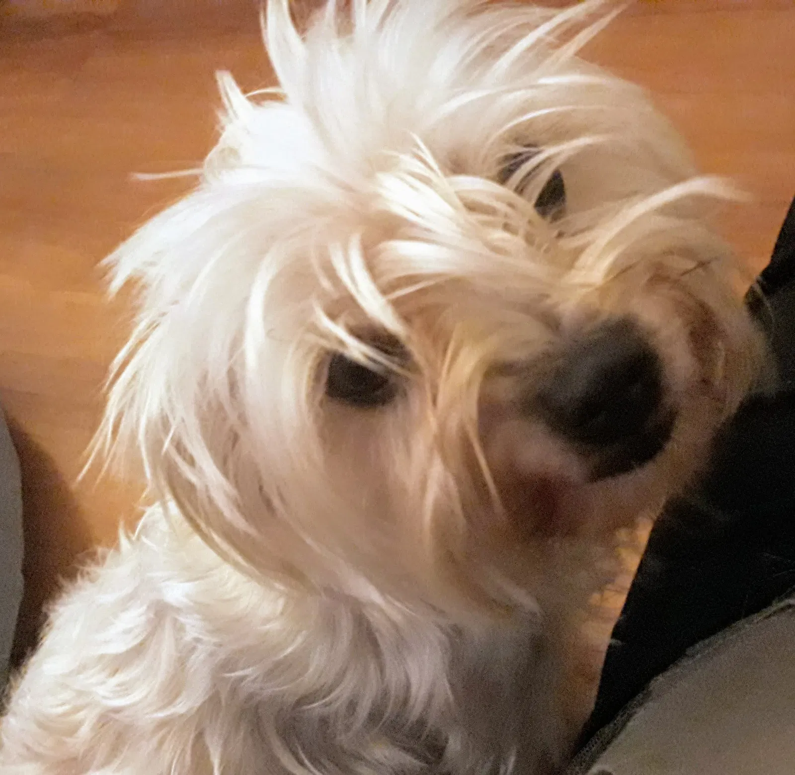 Lost dog in Santa Maria, CA, 93455