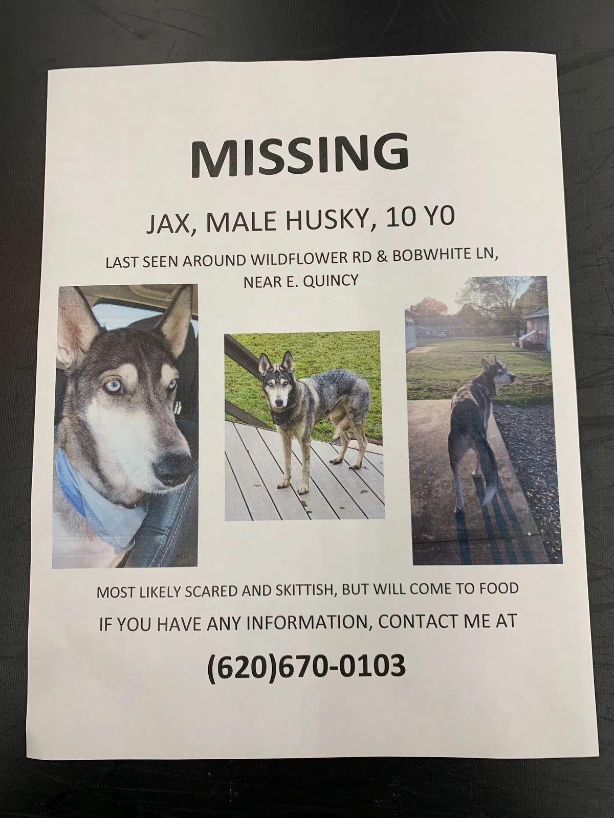 Lost dog in Pittsburg, KS, 66762