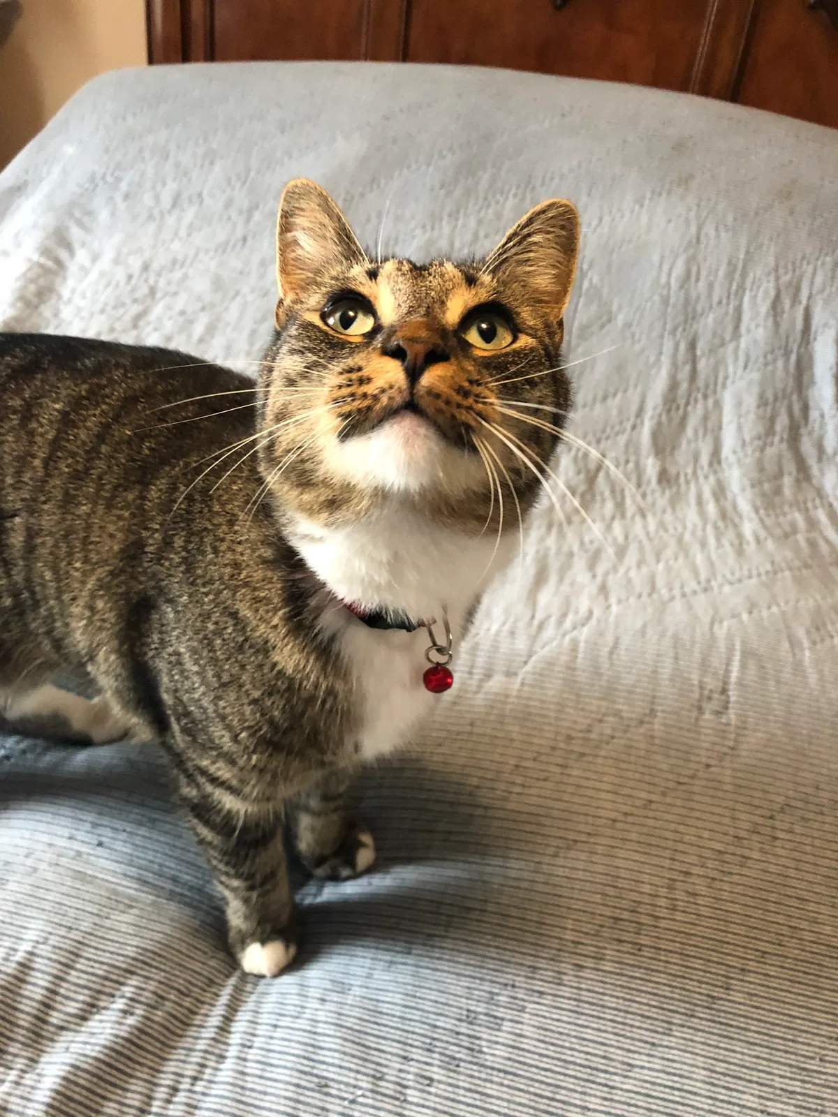 Lost cat in Gaffney, SC, 29340