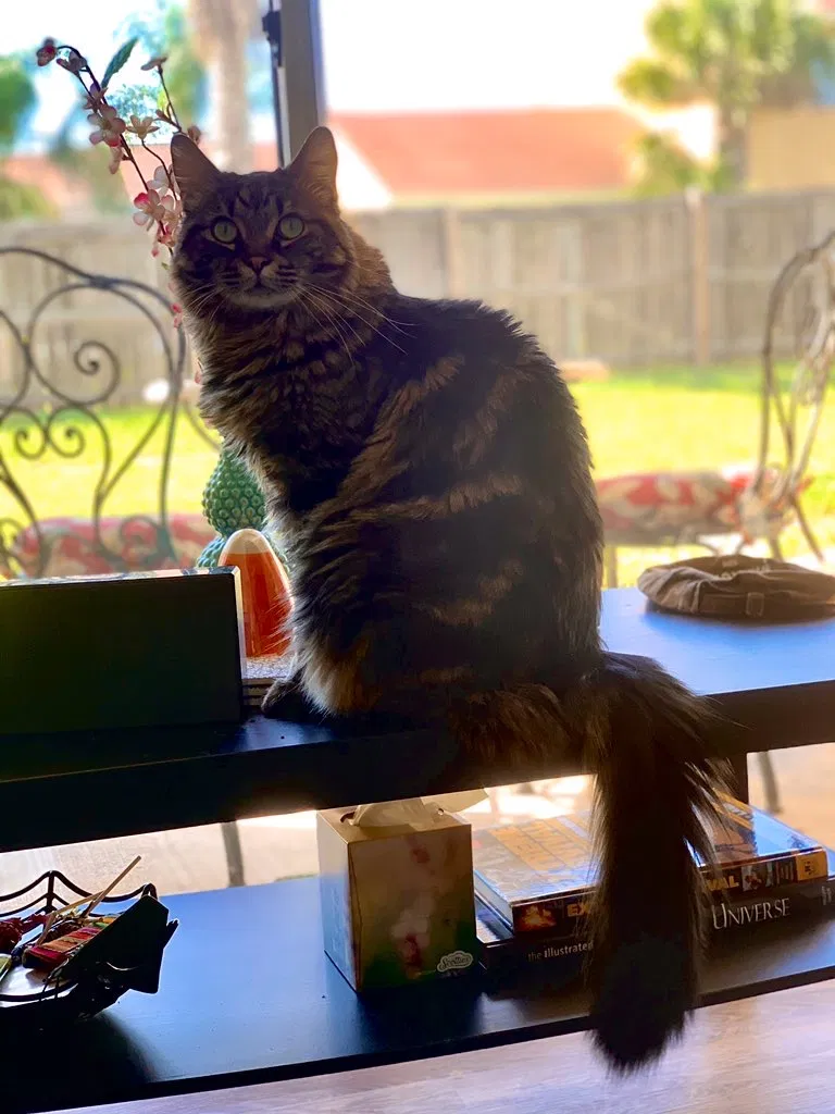 Lost cat in Orlando, FL, 32817