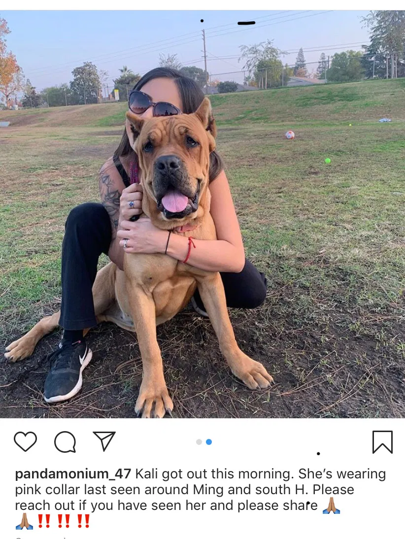 Lost dog in Bakersfield, CA, 93304